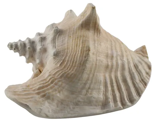 Large Natural Conch Sea Shell