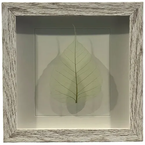 Green Leaf In White Shadowbox Frame