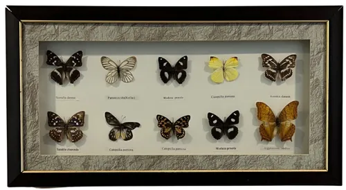 Ten Butterflies In Shadowbox Frame