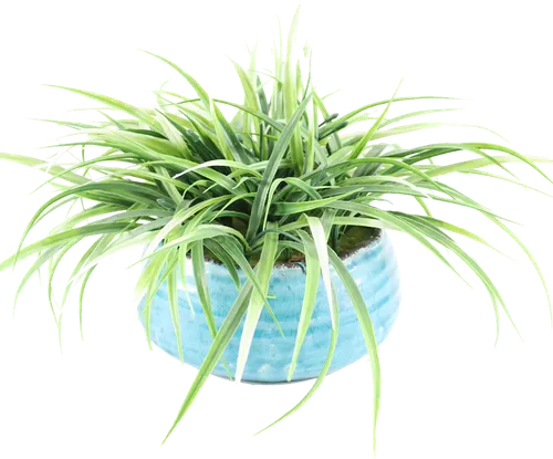 Artificial Spider Plant In Blue Gloss Ceramic Pot