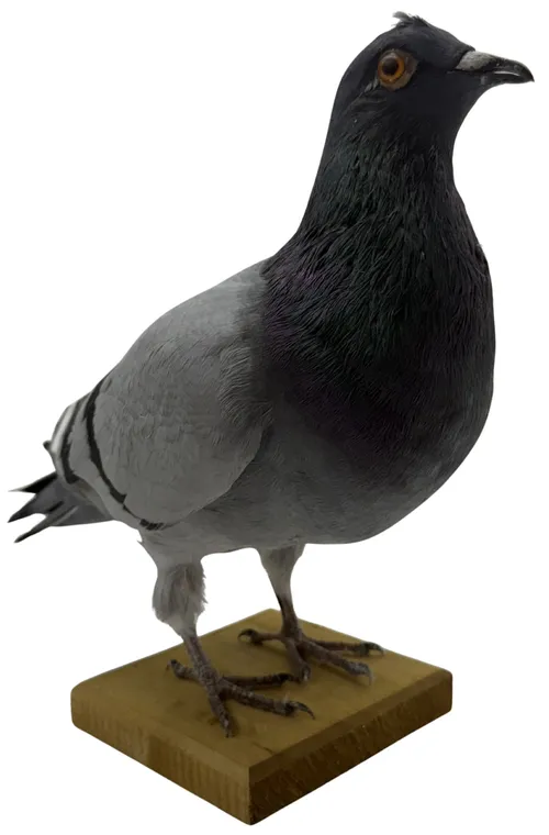 Taxidermy Pigeon On Wood Base