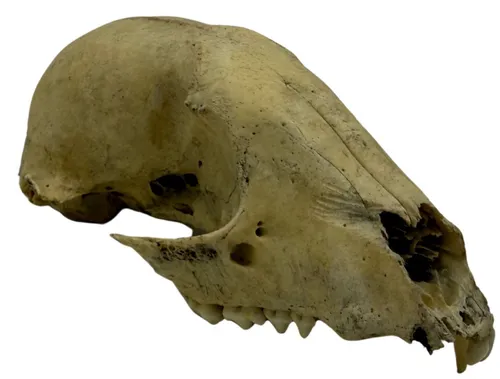 Racoon Skull 