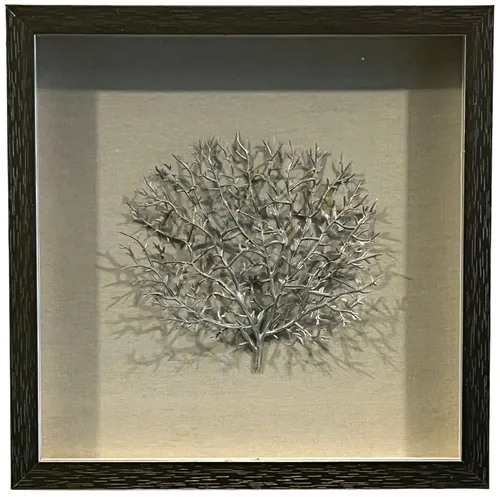 Silver Fan Coral In Silver Shadowbox Frame