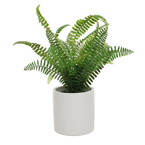 Artificial Boston Fern In White Matte Cylindrical Pot