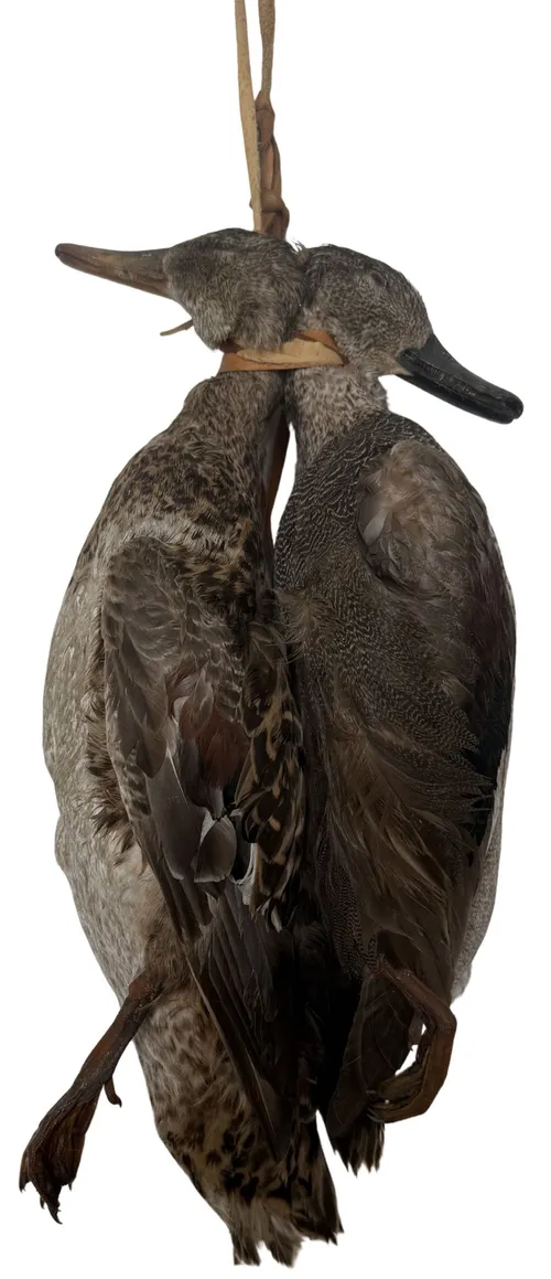 Taxidermy Dead Hanging Ducks