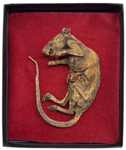 Natural Mummified Rat In Black & Red Display Box