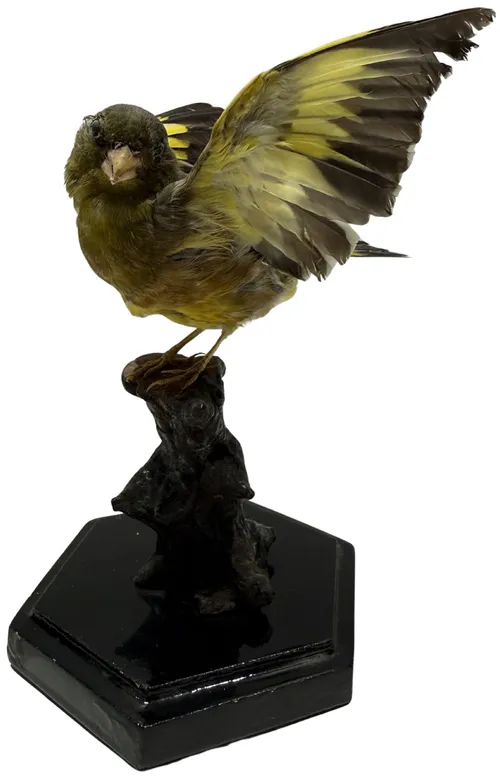 Taxidermy Mozambique Siskin Bird On Wood Stump And Black Base