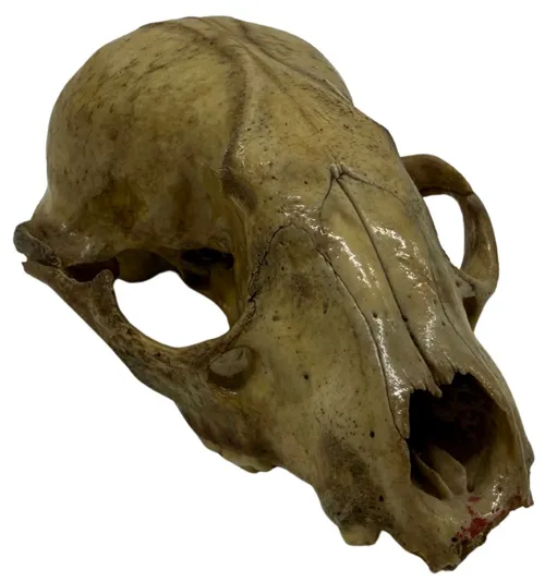 Natural Aged Racoon Skull 