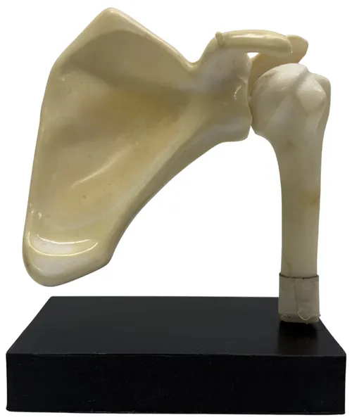 Human Shoulder Joint Model On Black Base