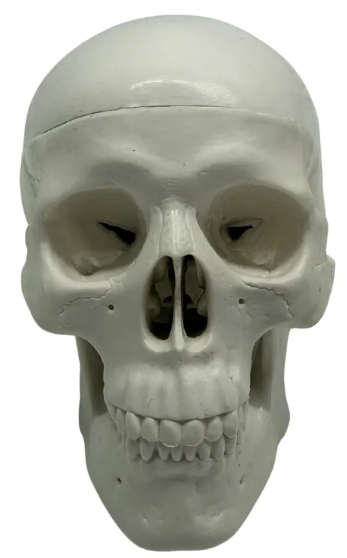 Human Skull Model - Small