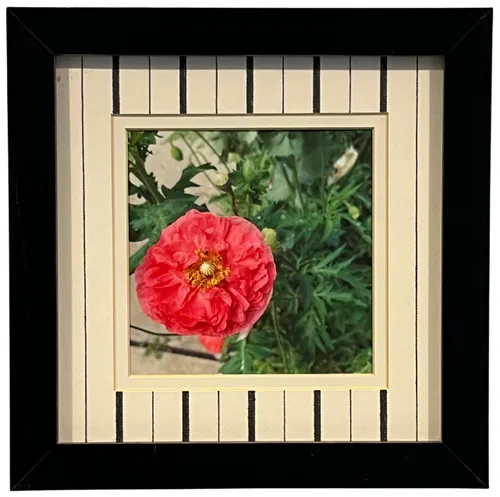 Red Poppies IV In Black Frame