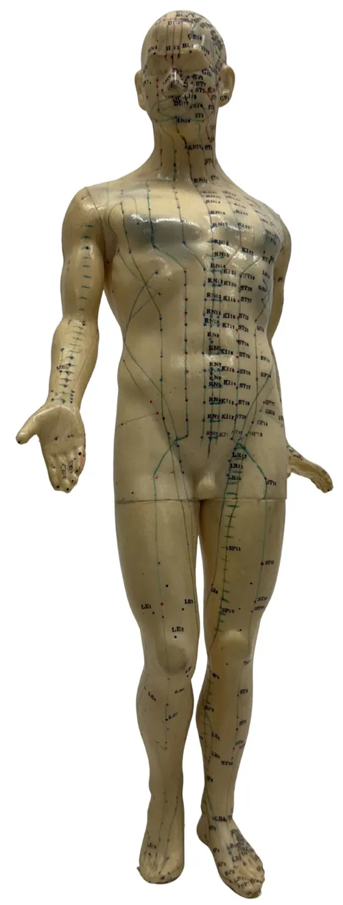 Human Figure Acupuncture Model