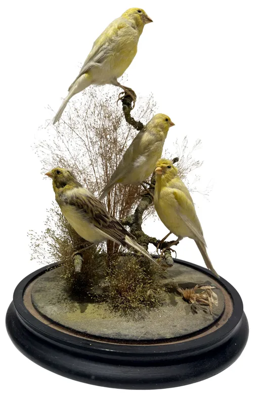 Four Taxidermy Canary's In Glass Dome