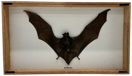 Natural Preserved Hairless Bat In Wood Shadowbox Frame