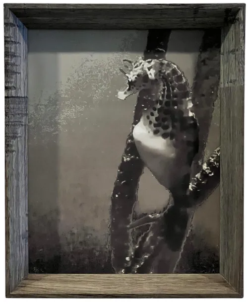 Seahorse In Wood Frame