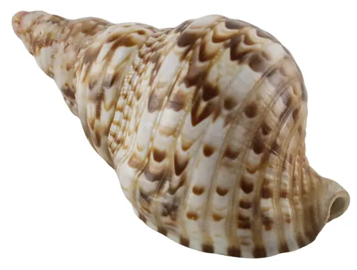Natural Trumpet Sea Shell