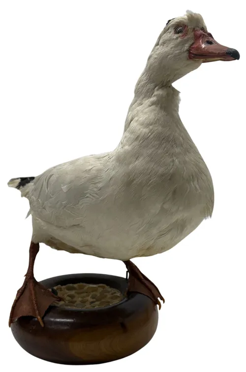 Taxidermy Standing Goose On Wood Base