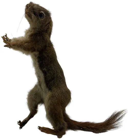 Vintage Taxidermy Squirrel