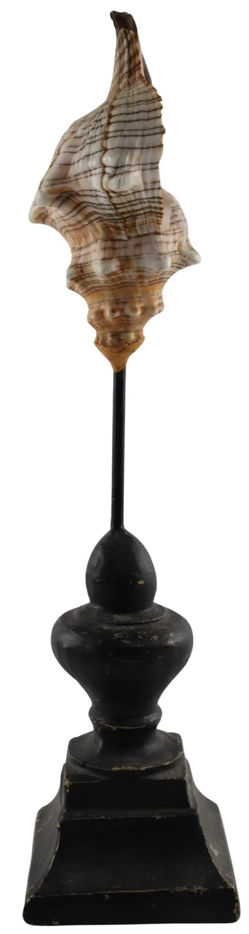 Natural Sea Shell On Black Wood Base