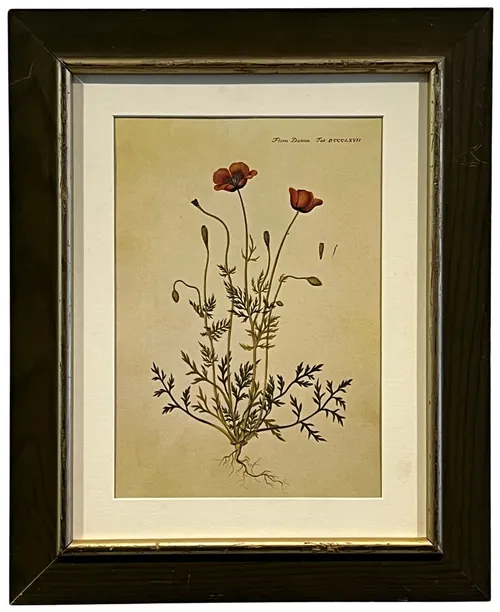 Red Poppy In Green Frame