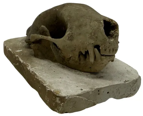 Natural Skunk Skull On Plaster Base