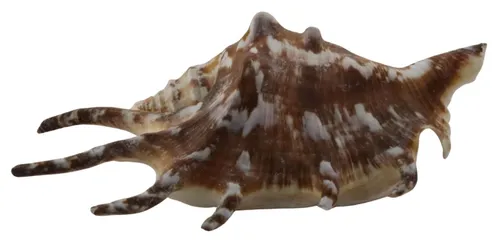 Scorpion Conch Shell