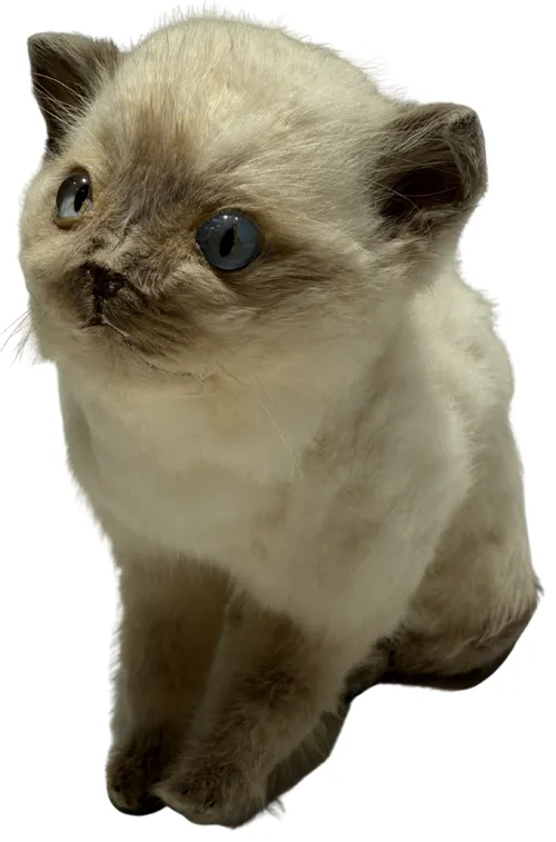 White Taxidermy Kitten