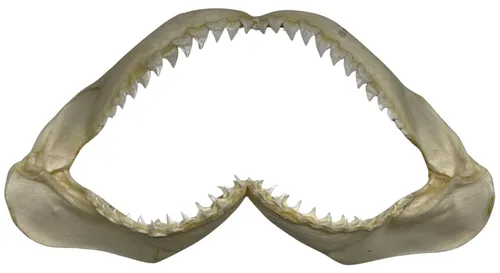 Natural Preserved Silky Shark Jaw