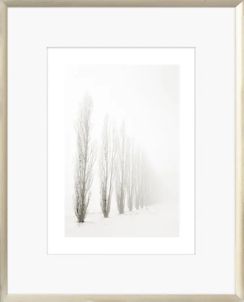 Taupe Toned Trees Photograph With Gold Frame