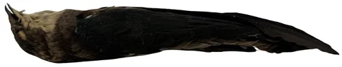 Taxidermy Common Swift Bird In Dead Position