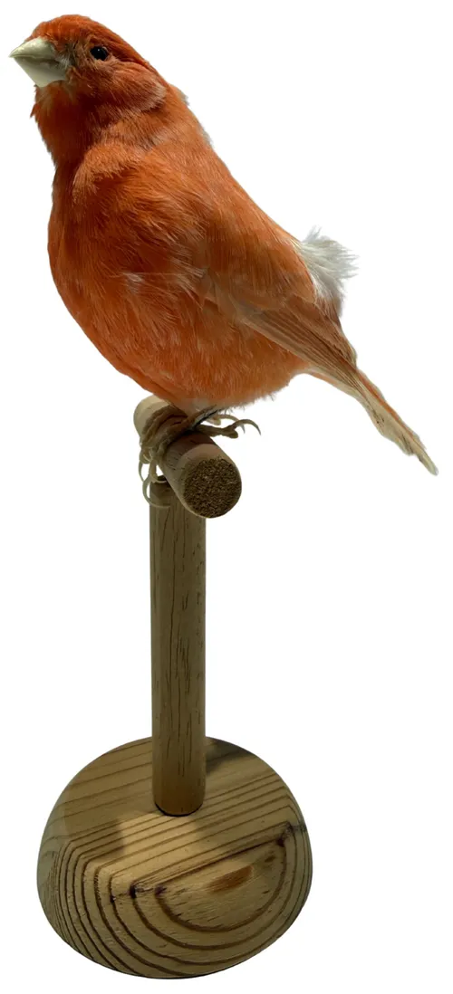Taxidermy Red Factor Canary Bird On Wood Stand