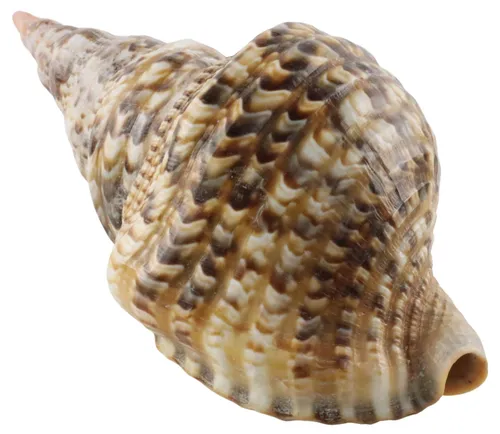 Natural Trumpet Shell