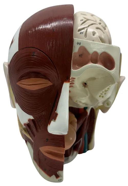 Human Musculature Head Model
