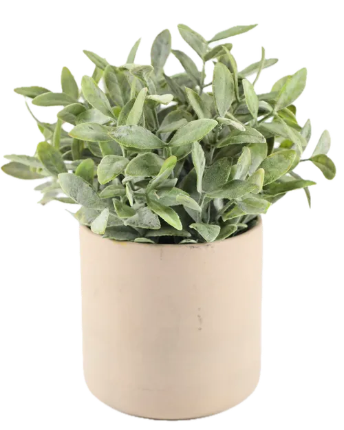Artificial American Mistletoe In Beige Ceramic Pot