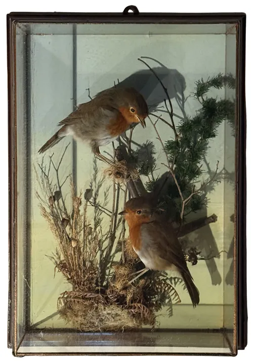 Two Taxidermy Robin's In Glass Wall Mount Display Box