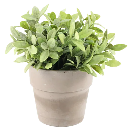 Artificial Common Boxwood Plant In Grey Ceramic Pot