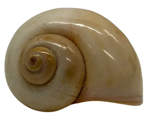 Natural Shark Eye Moon Snail Shell