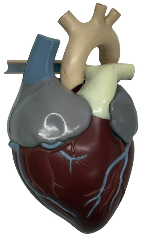 Human Heart Anatomy Model