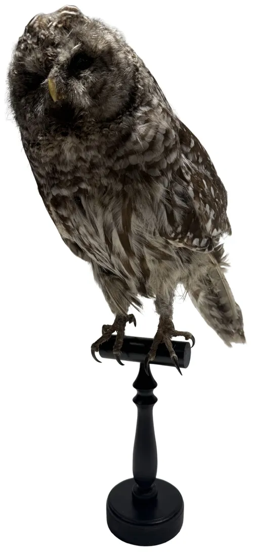 Taxidermy Owl On Black Wood Stand