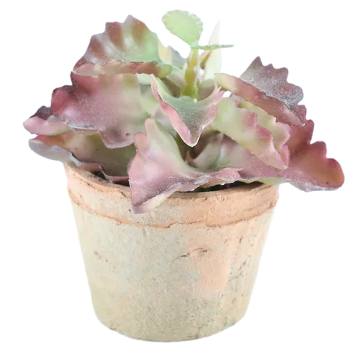 Artificial Tugela Cliff Succulent In Terra-cotta Pot