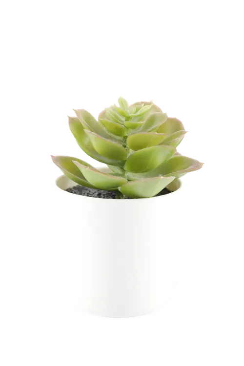 Artificial Mexican Snowball Succulent Plant In White Pot