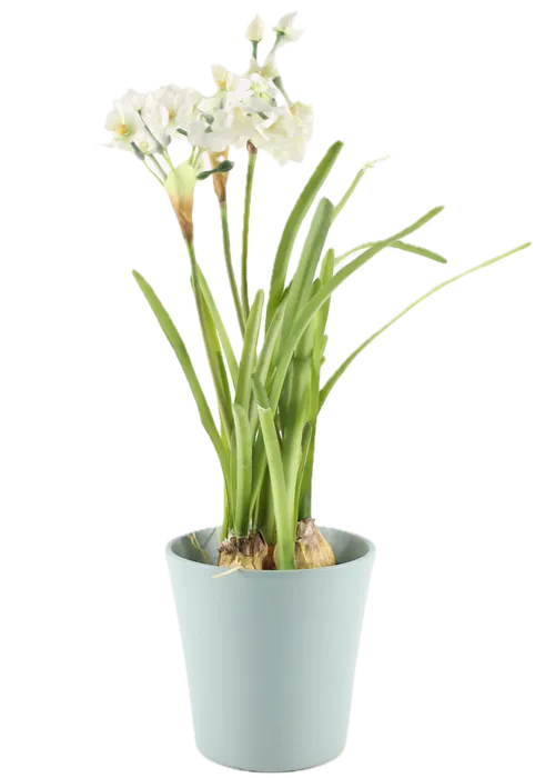 Artificial White Narcissus Dubius In Sage Ceramic Pot