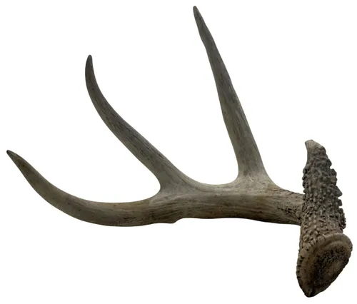 Deer Antler - C