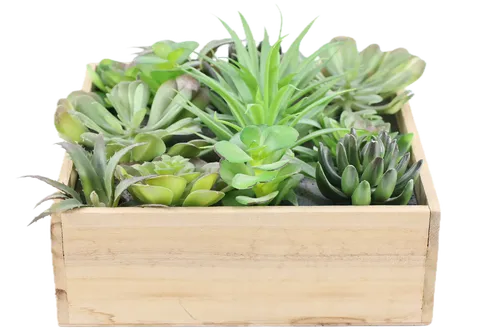 Artificial Succulent Plants In Wooden Box