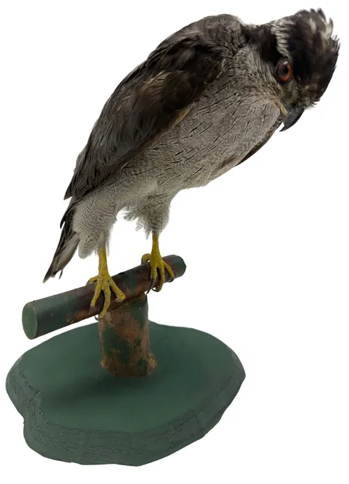 Taxidermy Northern Goshawk Bird On Stand