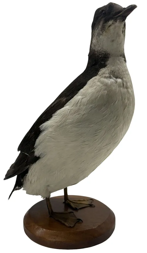 Taxidermy Razorbill On Wood Base