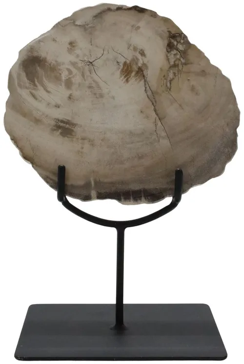 Petrified Wood Slice On Black Stand