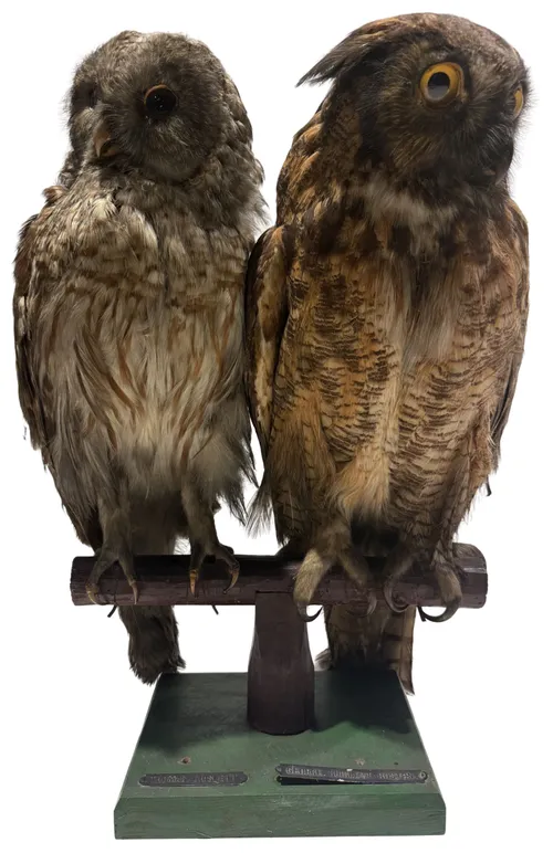 Two Taxidermy Owl On Branch Stand
