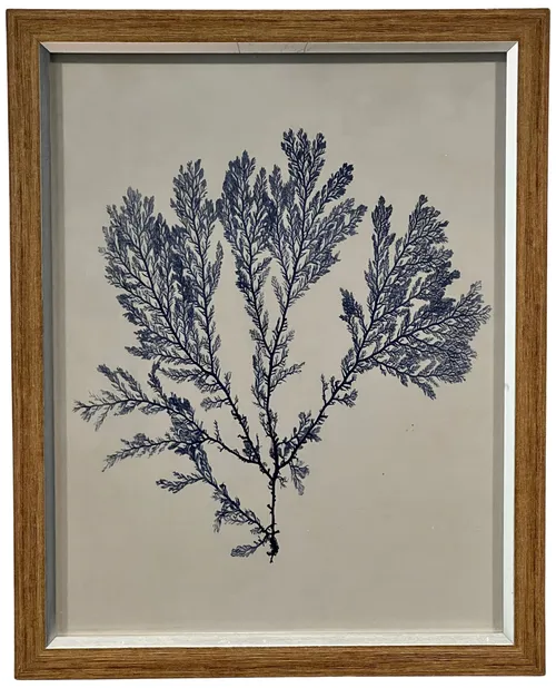 Blue Indigo Seaweed II In Wood Frame