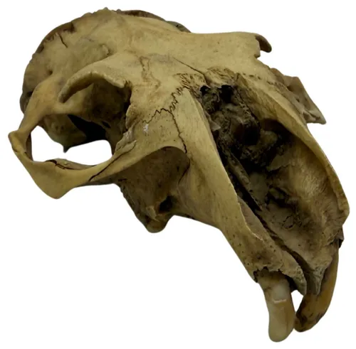 Natural Aged Beaver Skull